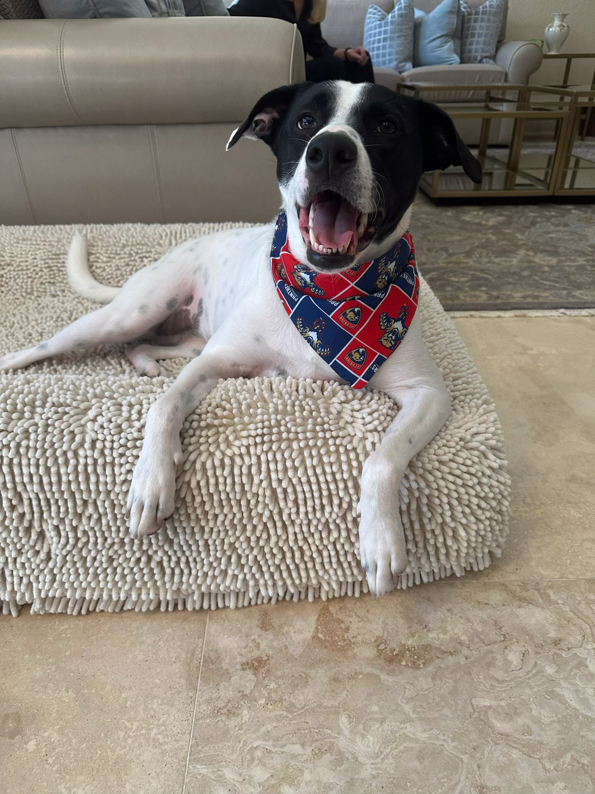Coco - Kathleen's Rescue Dog